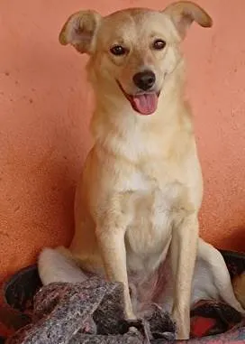 Cachorro ra a SRD-ViraLata idade 2 anos nome Astor Pintura