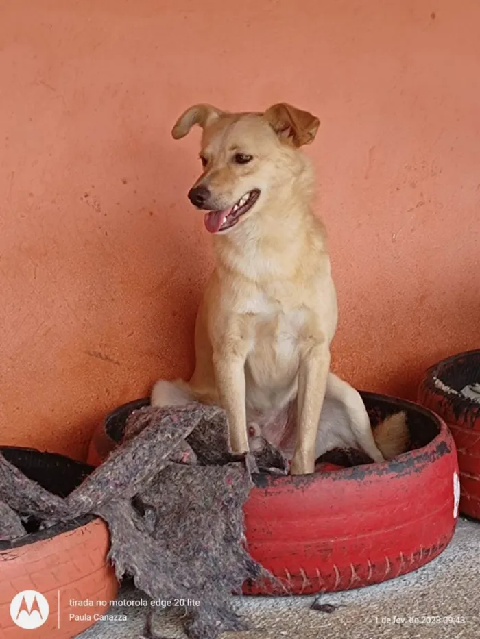 Cachorro ra a SRD-ViraLata idade 2 anos nome Astor Pintura