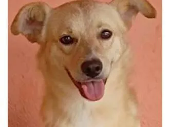 Cachorro ra a SRD-ViraLata idade 2 anos nome Astor Pintura