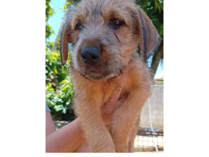 Cachorro raça SRD-ViraLata idade 2 a 6 meses nome Naná - Filhote