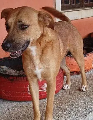 Cachorro ra a SRD-ViraLata idade 2 anos nome Princesa Carinho