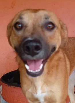 Cachorro ra a SRD-ViraLata idade 2 anos nome Princesa Carinho