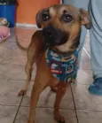 Cachorro raça SRD-ViraLata idade 1 ano nome Lucas