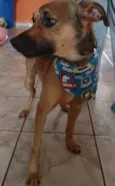 Cachorro raça SRD-ViraLata idade 1 ano nome Lucas