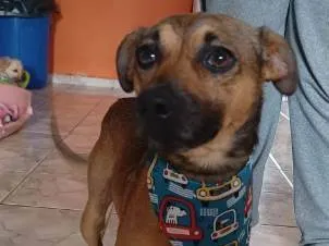 Cachorro raça SRD-ViraLata idade 1 ano nome Lucas