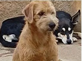 Cachorro raça SRD-ViraLata idade 2 a 6 meses nome Naná - Filhote