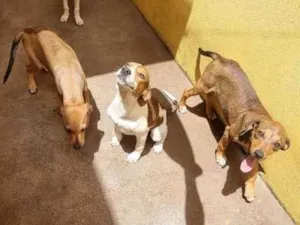 Cachorro raça SRD-ViraLata idade 2 a 6 meses nome Sem nome