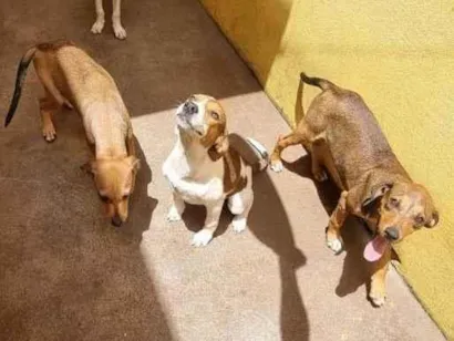 Cachorro raça SRD-ViraLata idade 2 a 6 meses nome Sem nome