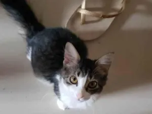 Gato raça SRD idade 7 a 11 meses nome Formiga