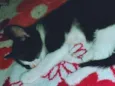 Ellie