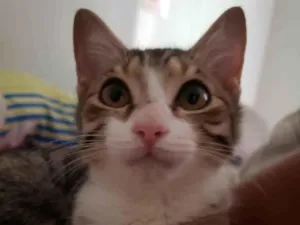 Gato raça SRD idade 7 a 11 meses nome Marta