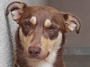 Cachorro raça SRD-ViraLata idade 1 ano nome Quik