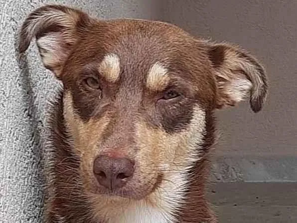 Cachorro ra a SRD-ViraLata idade 1 ano nome Quik