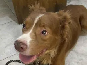 Cachorro raça Mestico  idade 5 anos nome Chocolate 