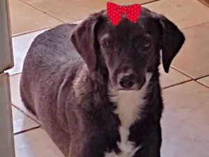 Cachorro raça Mestica  idade 4 anos nome Esmeralda 