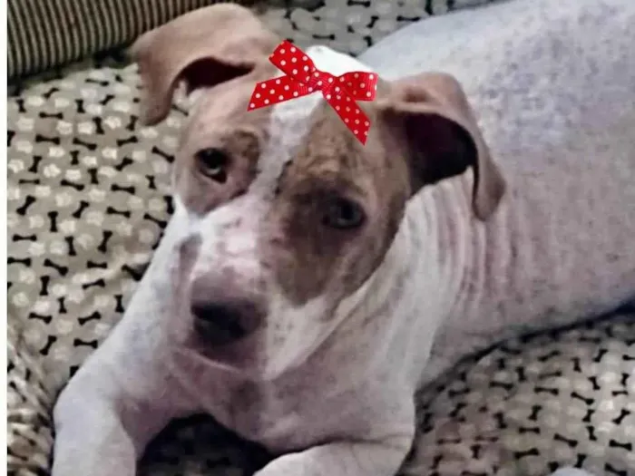 Cachorro ra a Mestica  idade 7 a 11 meses nome Mila 