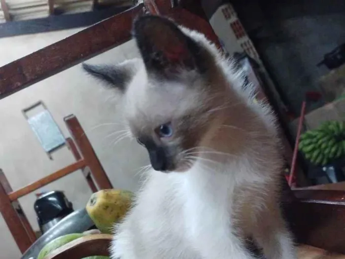 Gato ra a Indefinido idade 2 a 6 meses nome Tico e teco