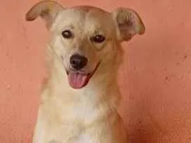 Cachorro ra a SRD-ViraLata idade 2 anos nome Astor Pintura