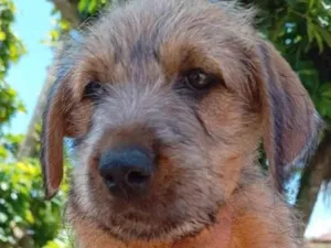 Cachorro raça SRD-ViraLata idade 2 a 6 meses nome Naná - Filhote