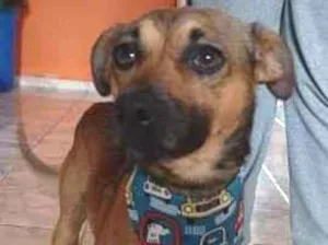 Cachorro raça SRD-ViraLata idade 1 ano nome Lucas