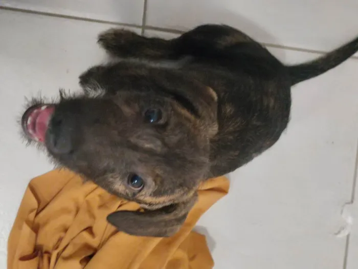 Cachorro ra a SRD-ViraLata idade 2 a 6 meses nome Justino e Madalena