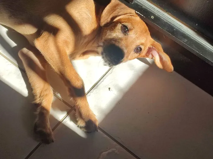 Cachorro ra a SRD-ViraLata idade 2 a 6 meses nome Justino e Madalena