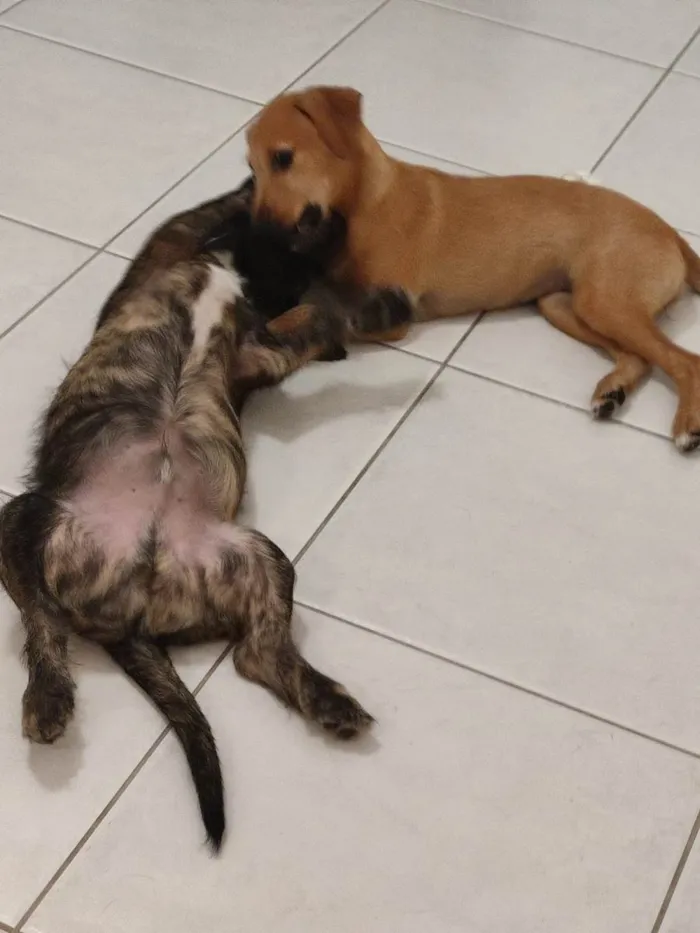 Cachorro ra a SRD-ViraLata idade 2 a 6 meses nome Justino e Madalena