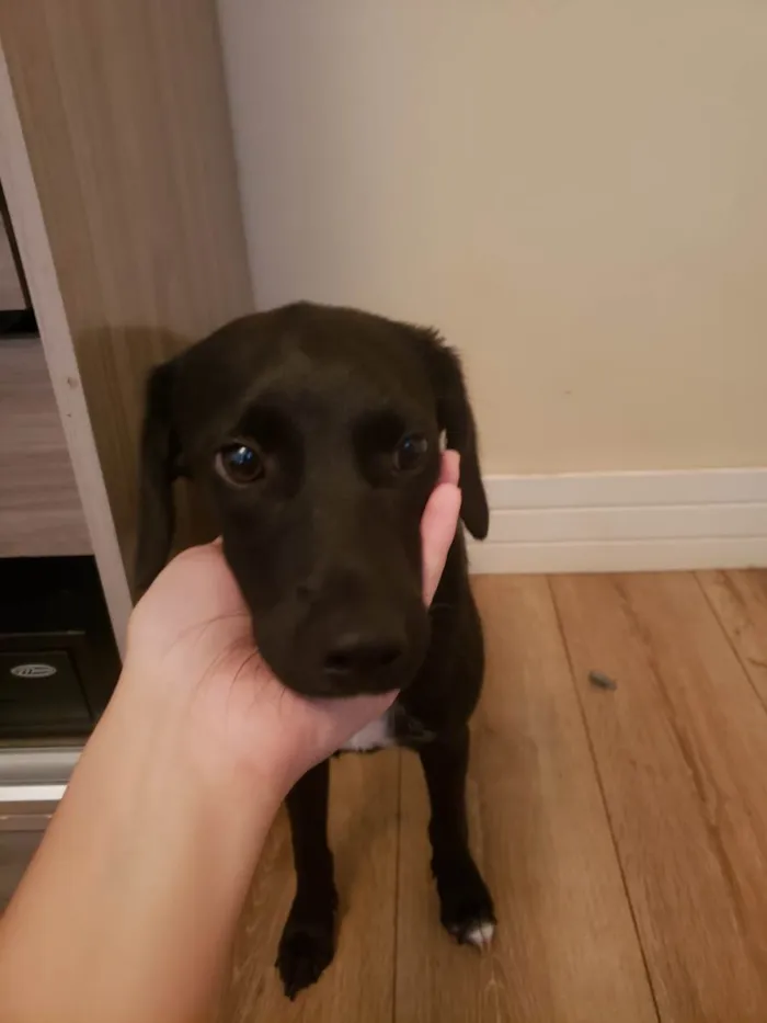 Cachorro ra a SRD idade 2 a 6 meses nome Anny