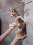 Minimãe