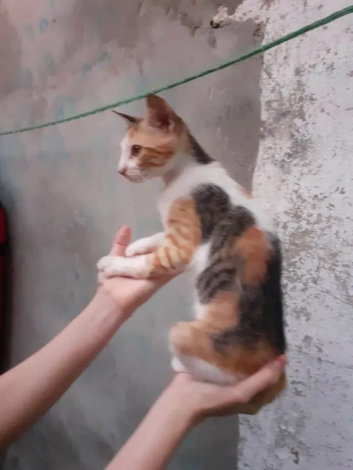 Gato raça SRD-ViraLata idade 2 a 6 meses nome Minimãe