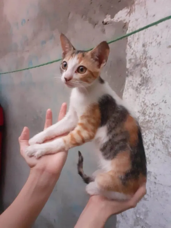 Gato raça SRD-ViraLata idade 2 a 6 meses nome Minimãe