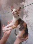 Minimãe