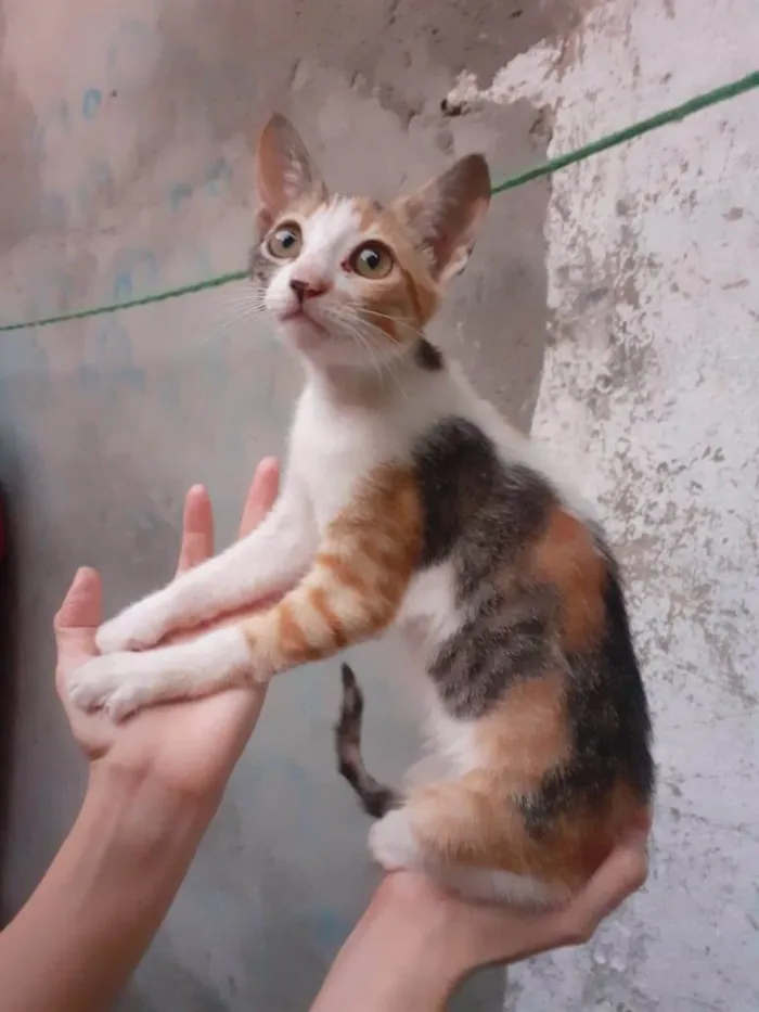 Gato raça SRD-ViraLata idade 2 a 6 meses nome Minimãe