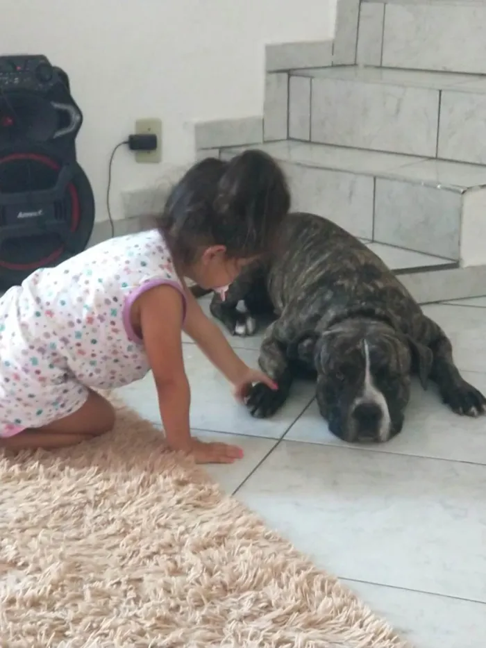 Cachorro ra a Pit-Bull idade 2 a 6 meses nome Hulk 