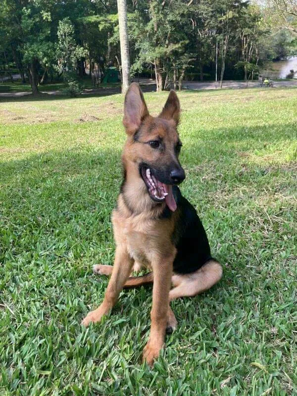 Cachorro raça Pastor Alemão idade 2 a 6 meses nome cereja