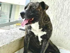 Cachorro raça Pit-Bull idade 2 a 6 meses nome Hulk 