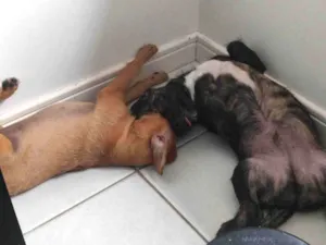 Cachorro raça SRD-ViraLata idade 2 a 6 meses nome Justino e Madalena