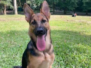 Cachorro raça Pastor Alemão idade 2 a 6 meses nome cereja