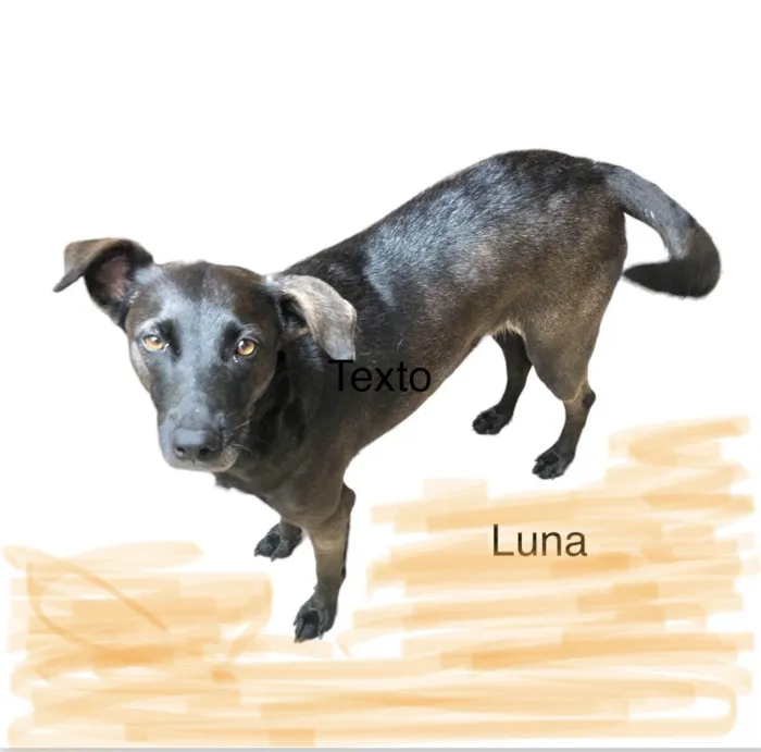 Cachorro ra a Srd idade 2 anos nome Luna