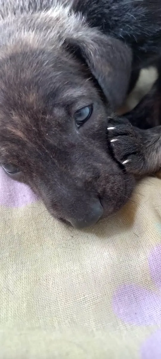 Cachorro ra a SRD-ViraLata idade Abaixo de 2 meses nome Vicky
