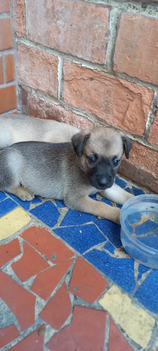 Cachorro ra a SRD-ViraLata idade Abaixo de 2 meses nome Meg