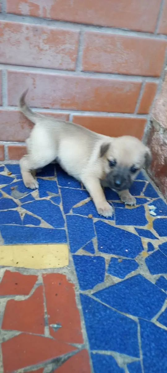 Cachorro ra a SRD-ViraLata idade Abaixo de 2 meses nome Meg