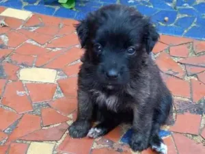 Cachorro raça SRD-ViraLata idade Abaixo de 2 meses nome Vicky