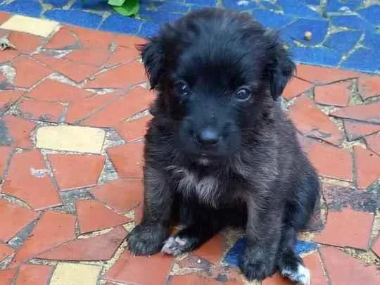 Cachorro ra a SRD-ViraLata idade Abaixo de 2 meses nome Vicky