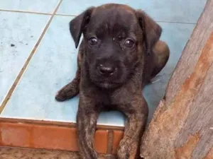 Cachorro raça SRD-ViraLata idade Abaixo de 2 meses nome Oto