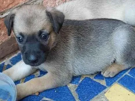 Cachorro ra a SRD-ViraLata idade Abaixo de 2 meses nome Meg