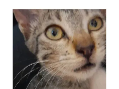 Gato raça SRD-ViraLata idade 2 a 6 meses nome Tigre