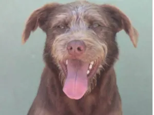 Cachorro raça  idade 4 anos nome Nescau