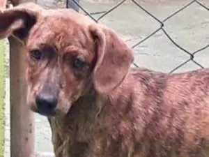 Cachorro raça  idade 2 a 6 meses nome Miucha Filhote