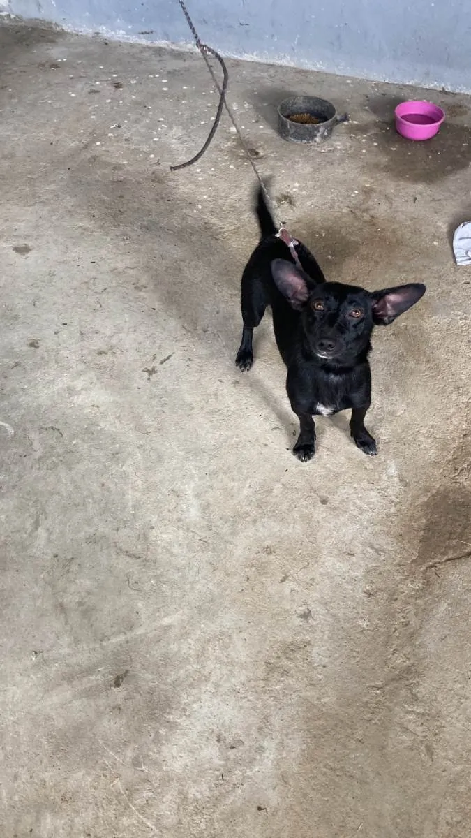 Cachorro ra a SRD-ViraLata idade 2 anos nome Pandora